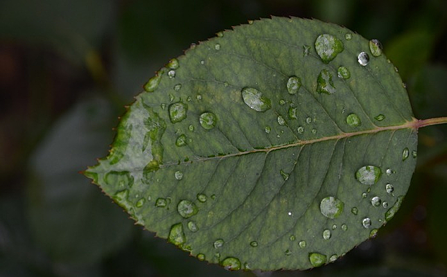 ��Ҷ��¶��