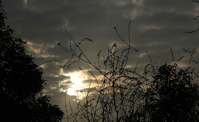 ��֦����