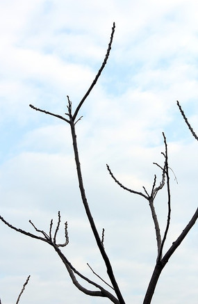 草坪上的分叉树木图片