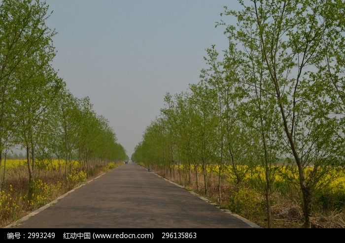 乡间小路图片