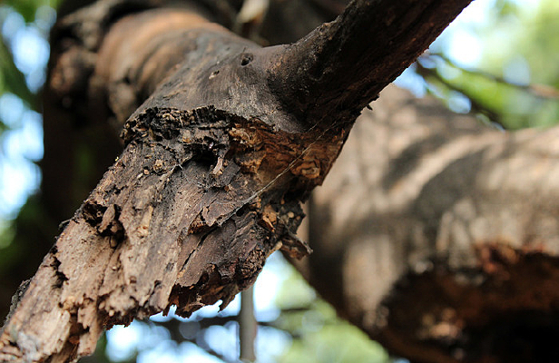 ����ͼ��