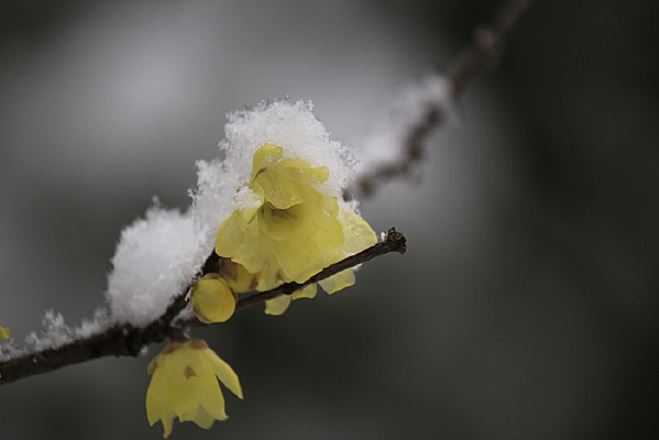 ѩ����÷��