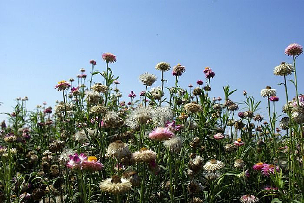 �����ʻ�Ұ��