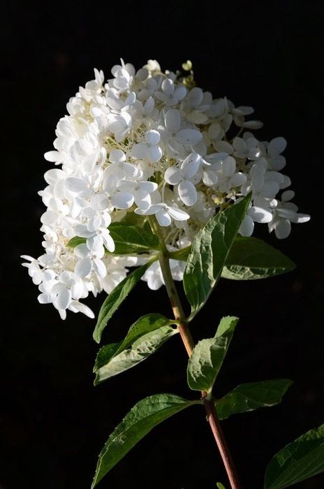 一枝白色丁香花