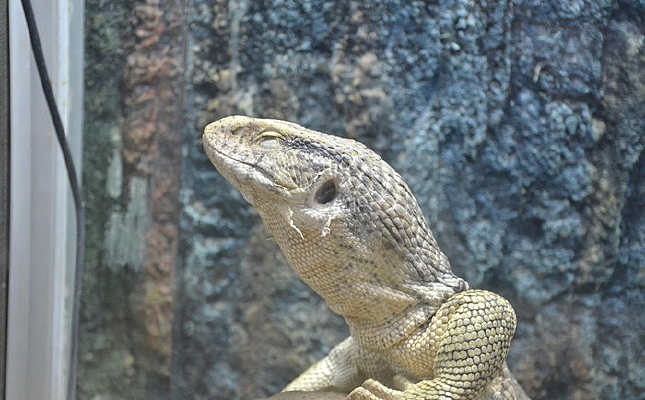 �����۾�