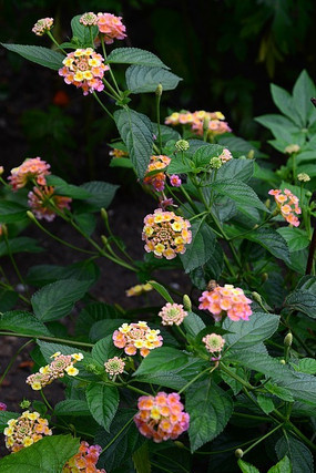 ܽ������