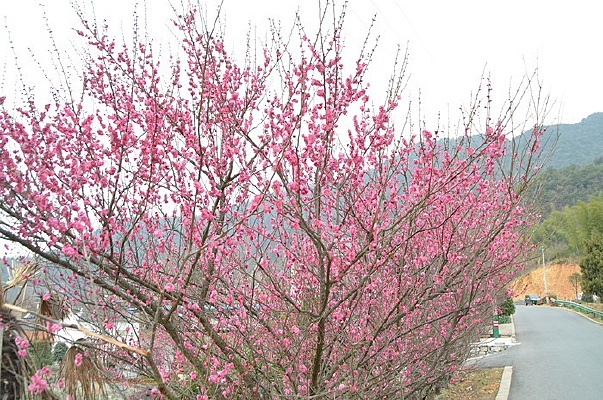 ���˵�÷��