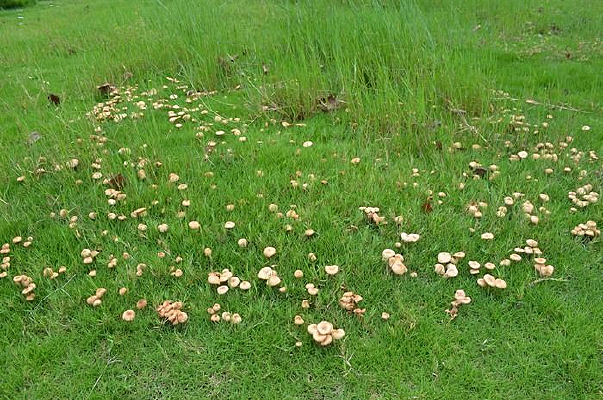 �ݵس���Ģ��