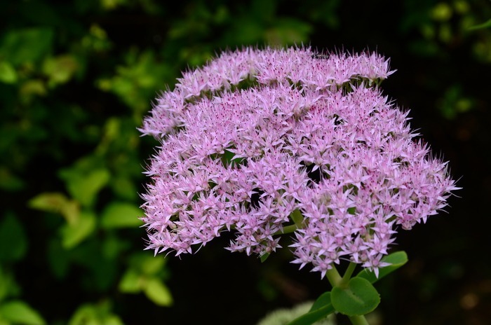 好看盛开的紫色绣线菊图片_图片_红动手机版