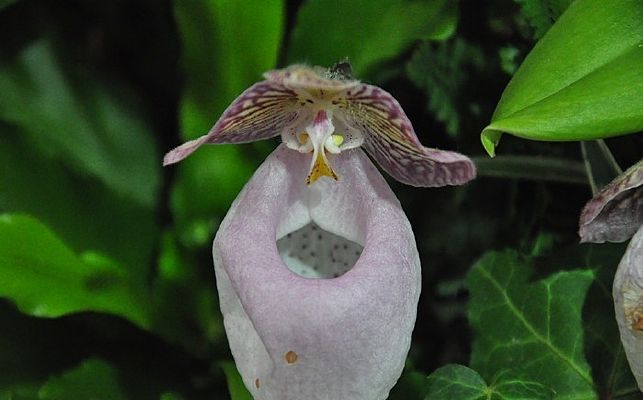 ��Ь������