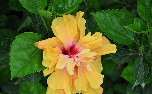 Ψ�����ӻ�