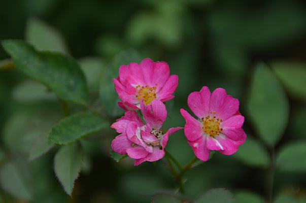 õ��ɫǾޱ��