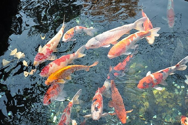 ��ɫ����