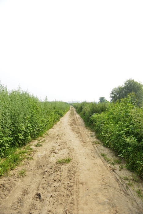 农村道路土路摄影图片