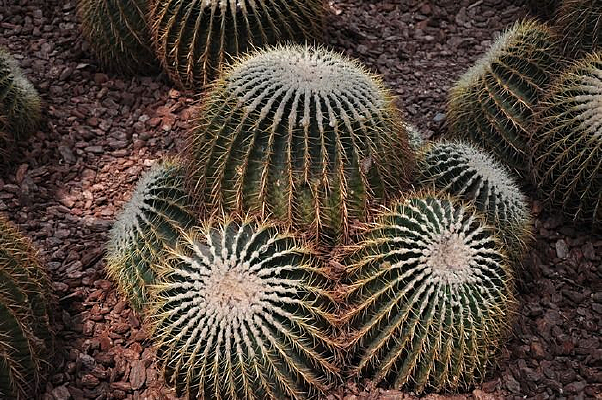 �ȴ�ɳĮֲ��