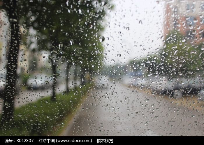 雨中朦胧的树林图片