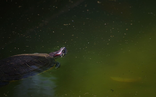 ���İ�����