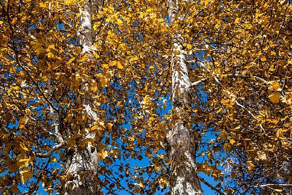 ��������Ҷ��