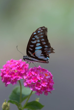 ��������ɫ��