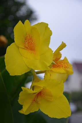 �����»ƻ�