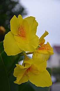 �����»ƻ�