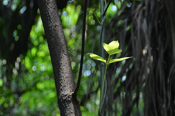 ���ɺ���Ҷ