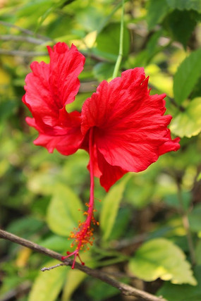 特色紅花 綻放紅花