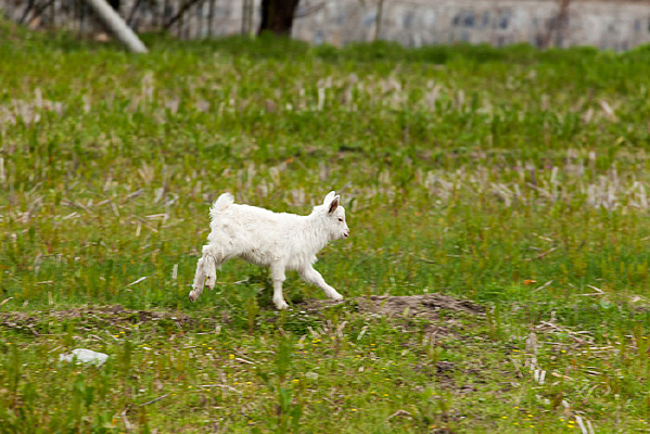 ���ܵ�С��