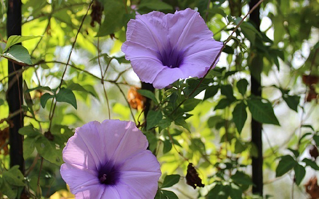 ������ɫ��