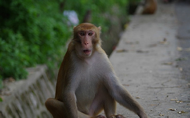 ��ʳ�ĺ���