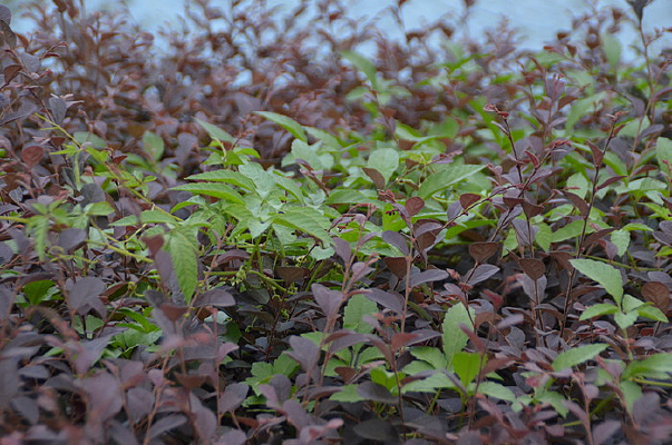 ��Ҷ����Ҷ