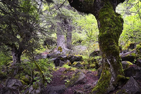 ��կ����ԭʼɭ��