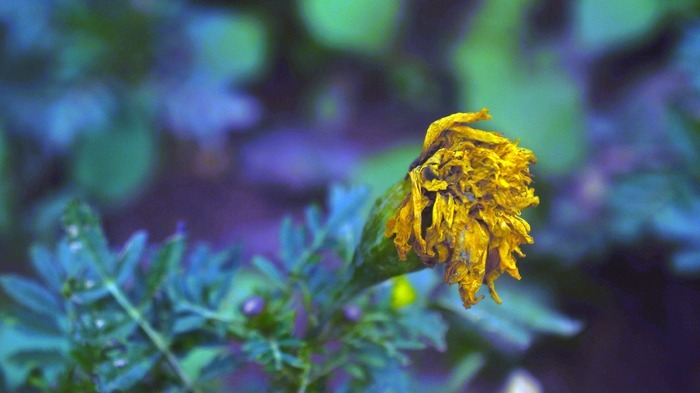 苏北先森菊花残图片图片