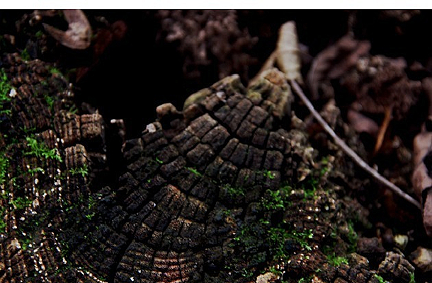 ��ή������