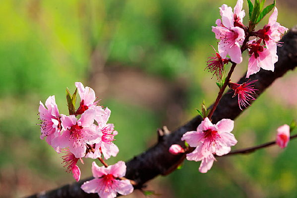 ������֦�һ�