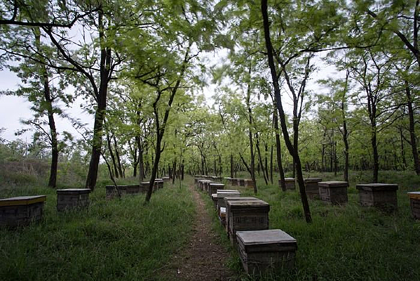 �����ַ���