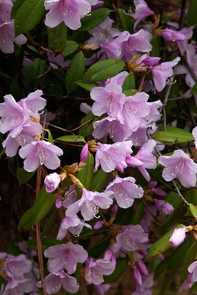 ����ɫ�Ķž黨