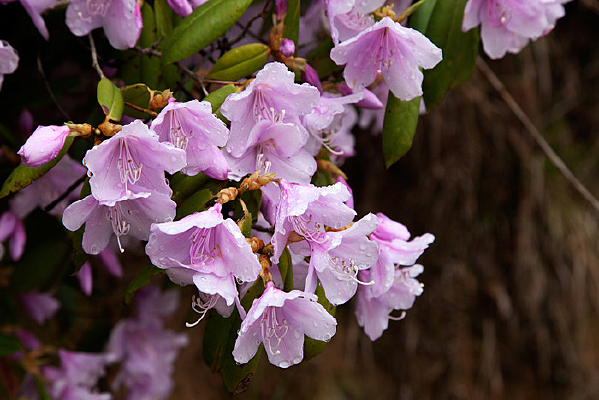 ��¶���Ұ��