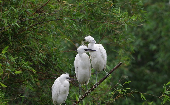 ��ֻ����