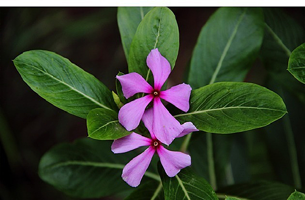 ������Ҷ��