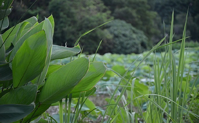 ���ں����԰