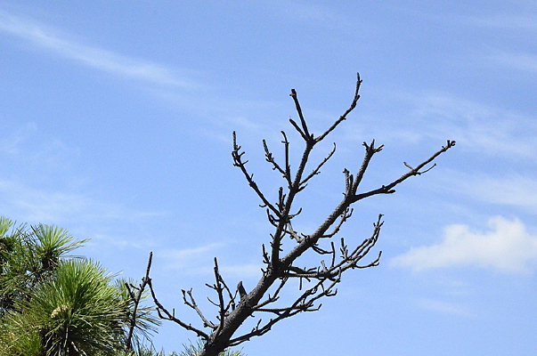 ����������֦