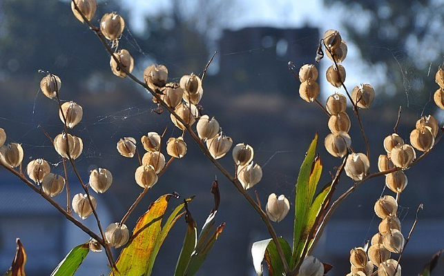 ˮ�������Ļ�