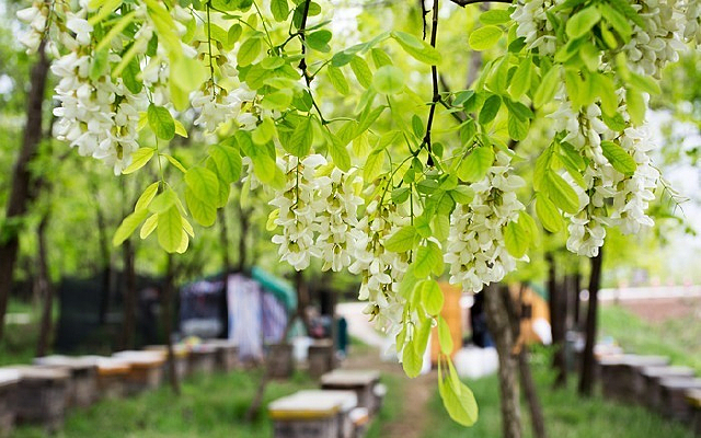 ���»���