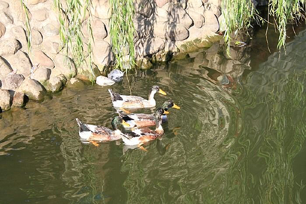 ������Ӿ