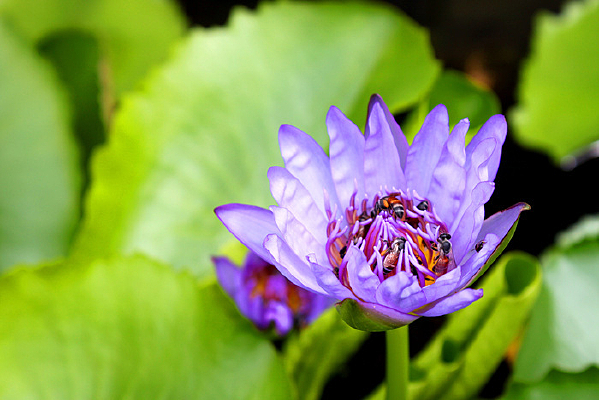 �۷�������ɫ��