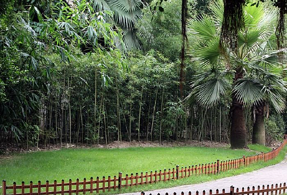 ������ľ