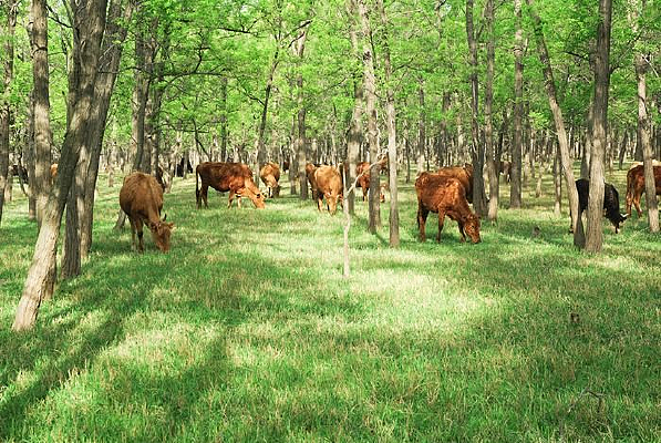 ������ţ