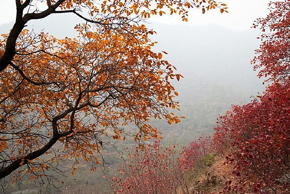 ɽ��������