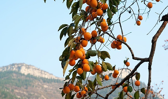 ɽ������